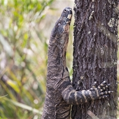 Varanus varius at Bungonia, NSW - suppressed