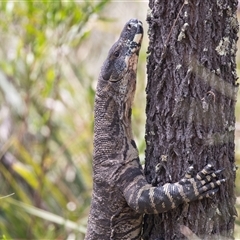 Varanus varius at Bungonia, NSW - suppressed