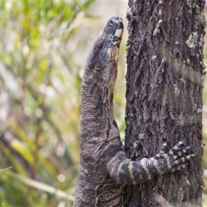 Varanus varius at Bungonia, NSW - 22 Dec 2024