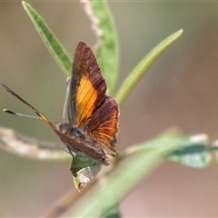 Paralucia pyrodiscus (Fiery Copper) at Bungonia, NSW - 22 Dec 2024 by AlisonMilton