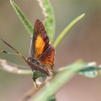 Paralucia pyrodiscus (Fiery Copper) at Bungonia, NSW - 22 Dec 2024 by AlisonMilton