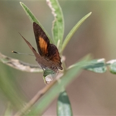 Paralucia pyrodiscus at Bungonia, NSW - suppressed