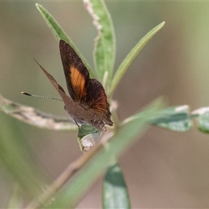 Paralucia pyrodiscus at Bungonia, NSW - suppressed