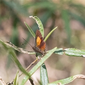 Paralucia pyrodiscus at Bungonia, NSW - suppressed