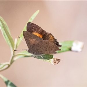 Paralucia pyrodiscus at Bungonia, NSW - suppressed