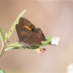 Paralucia pyrodiscus at Bungonia, NSW - suppressed