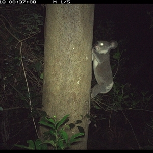 Phascolarctos cinereus at Lorne, NSW - 18 Dec 2024 12:37 AM