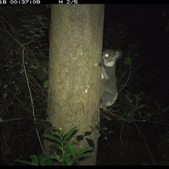 Phascolarctos cinereus at Lorne, NSW - 18 Dec 2024