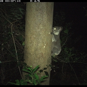 Phascolarctos cinereus at Lorne, NSW - 18 Dec 2024 12:37 AM