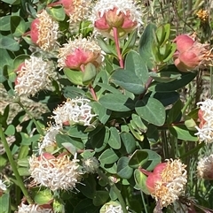 Pimelea ligustrina subsp. ciliata at Cotter River, ACT - 14 Dec 2024 by RAllen