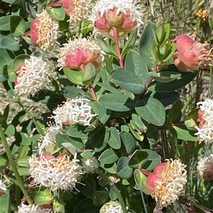 Pimelea ligustrina subsp. ciliata at Cotter River, ACT by RAllen