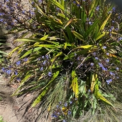 Dianella tasmanica (Tasman Flax Lily) at Cotter River, ACT - 14 Dec 2024 by RAllen