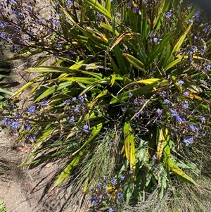 Dianella tasmanica at Cotter River, ACT by RAllen