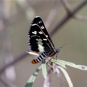 Cruria donowani (Crow or Donovan's Day Moth) at Bungonia, NSW by AlisonMilton