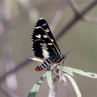 Cruria donowani (Crow or Donovan's Day Moth) at Bungonia, NSW - 22 Dec 2024 by AlisonMilton