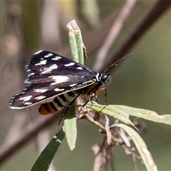 Cruria donowani at Bungonia, NSW - 22 Dec 2024 02:06 PM