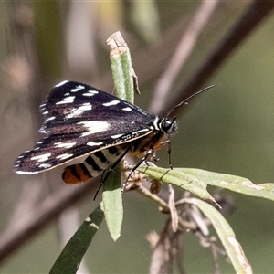 Cruria donowani at Bungonia, NSW - 22 Dec 2024