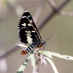 Cruria donowani at Bungonia, NSW - 22 Dec 2024 02:06 PM