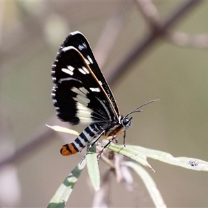 Cruria donowani at Bungonia, NSW - 22 Dec 2024