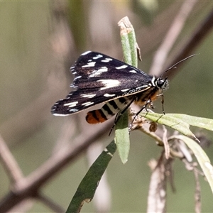 Cruria donowani at Bungonia, NSW - 22 Dec 2024 02:06 PM