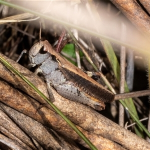 Cryptobothrus chrysophorus (Golden Bandwing) at Bungonia, NSW by AlisonMilton