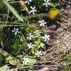 Lobelia pedunculata (Matted Pratia) at Cotter River, ACT - 14 Dec 2024 by RAllen