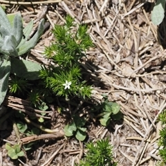 Asperula scoparia (Prickly Woodruff) at Cotter River, ACT - 14 Dec 2024 by RAllen