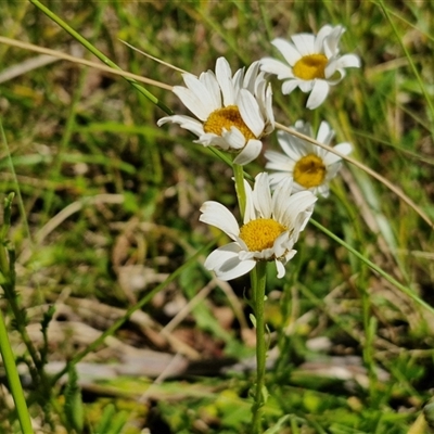 Leucanthemum vulgare (Ox-eye Daisy) at Glen Innes, NSW - 23 Dec 2024 by trevorpreston