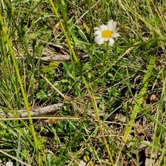 Leucanthemum vulgare at Glen Innes, NSW - 23 Dec 2024 03:54 PM
