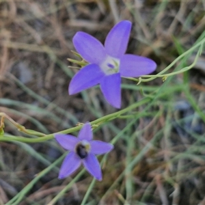 Wahlenbergia sp. at Moonbi, NSW - 23 Dec 2024 11:55 AM