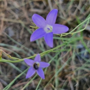 Wahlenbergia sp. at Moonbi, NSW by trevorpreston