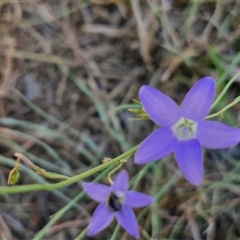 Wahlenbergia sp. at Moonbi, NSW - 23 Dec 2024 11:55 AM