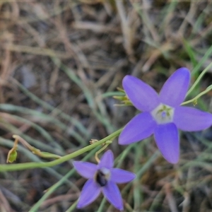 Wahlenbergia sp. at Moonbi, NSW - 23 Dec 2024 11:55 AM