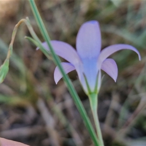 Wahlenbergia sp. at Moonbi, NSW - 23 Dec 2024 11:55 AM