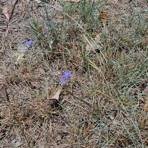 Wahlenbergia sp. at Moonbi, NSW - 23 Dec 2024 11:55 AM