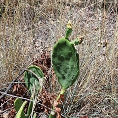 Opuntia sp. (Prickly Pear) at Moonbi, NSW - 23 Dec 2024 by trevorpreston