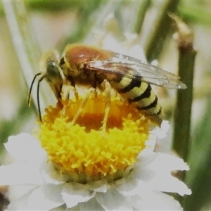 Bembix sp. (genus) (Unidentified Bembix sand wasp) at Acton, ACT by JohnBundock