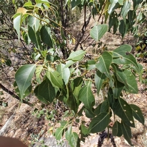 Brachychiton populneus at Moonbi, NSW - 23 Dec 2024