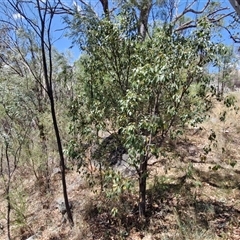 Brachychiton populneus at Moonbi, NSW - 23 Dec 2024 11:53 AM