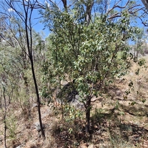 Brachychiton populneus at Moonbi, NSW - 23 Dec 2024