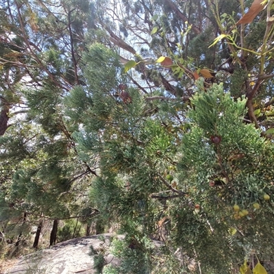 Callitris glaucophylla (White Cypress Pine) at Moonbi, NSW - 23 Dec 2024 by trevorpreston