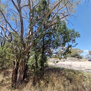 Callitris glaucophylla at Moonbi, NSW - 23 Dec 2024 11:53 AM