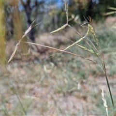 Hyparrhenia hirta (Coolatai Grass) at Moonbi, NSW - 23 Dec 2024 by trevorpreston