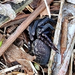 Badumna insignis (Black House Spider) at Nulkaba, NSW - 23 Dec 2024 by trevorpreston