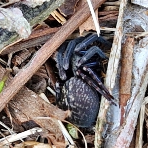 Badumna insignis (Black House Spider) at Nulkaba, NSW by trevorpreston