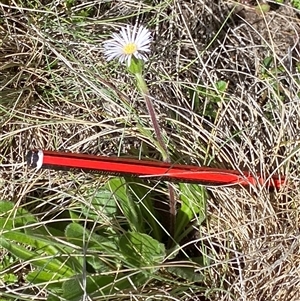 Pappochroma bellidioides at Cotter River, ACT by RAllen