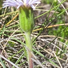 Pappochroma nitidum at Cotter River, ACT - 14 Dec 2024