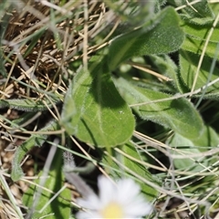 Pappochroma nitidum at Cotter River, ACT - 14 Dec 2024