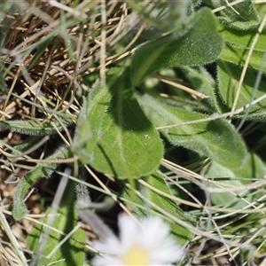 Pappochroma nitidum at Cotter River, ACT - 14 Dec 2024 01:51 PM