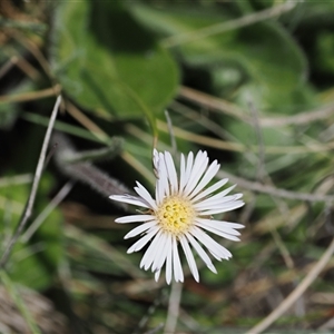 Pappochroma nitidum at Cotter River, ACT - 14 Dec 2024